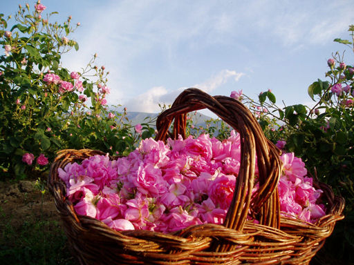 Bulgaria-rose-valley.jpg